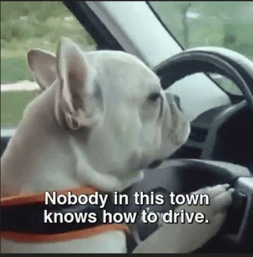 Dogg Drive.JPG